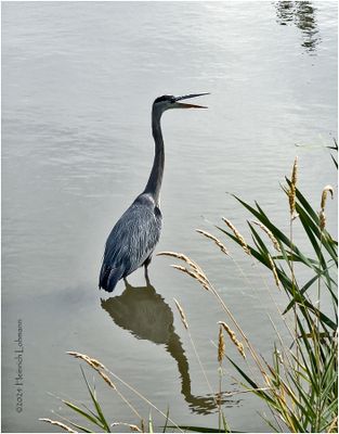 IMG_6016-Great Blue Heron.jpg