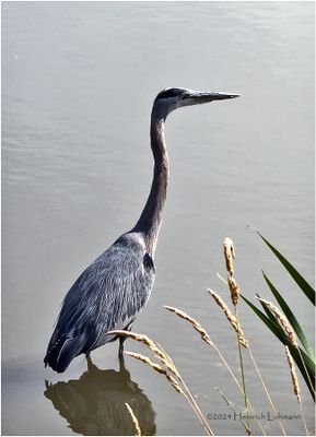 IMG_6020-Great Blue Heron.jpg