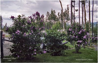 img099-Yukon.jpg