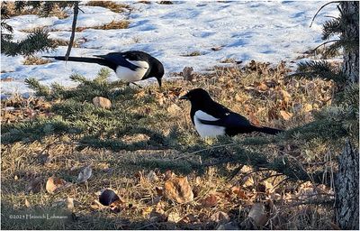 IMG_7168-Black billed Magpie.jpg