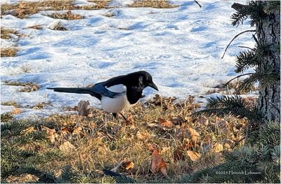 IMG_7170-Black-billed Magpie.jpg