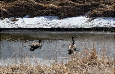 IMG_7785-Canada Geese.jpg