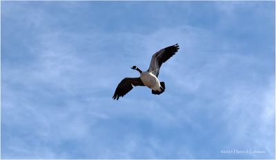 IMG_7788-Canada Goose.jpg