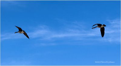 IMG_7789-Canada Geese.jpg
