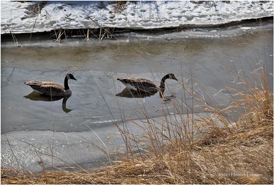 IMG_7792-Canada Geese.jpg