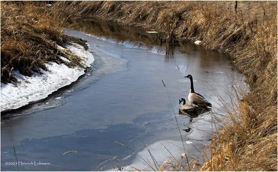 IMG_7795-Canada Geese.jpg