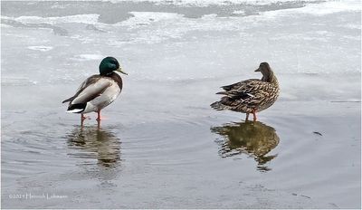 IMG_7822-Mallards.jpg