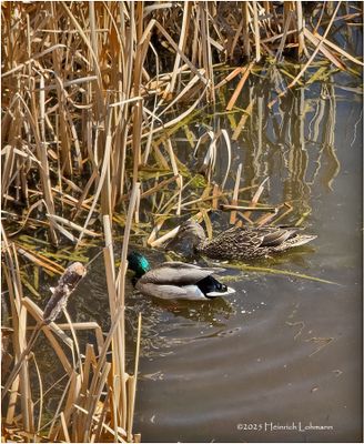 IMG_8071-Mallards.jpg