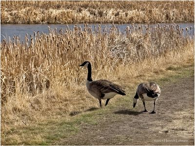 IMG_8099-Canada Geese.jpg