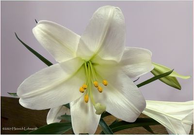 IMG_8329-Easter Lily.jpg