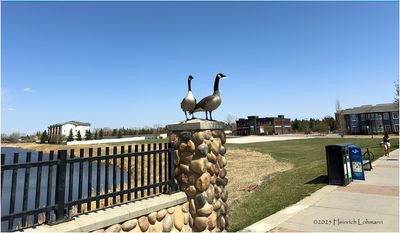 IMG_8509-Canada Geese.jpg