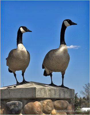 IMG_8498-Canmada Geese.jpg