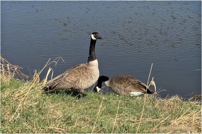 IMG_8370-Canada Geese.jpg