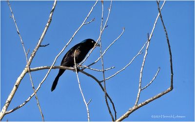 IMG_8377-Common Grackle.jpg