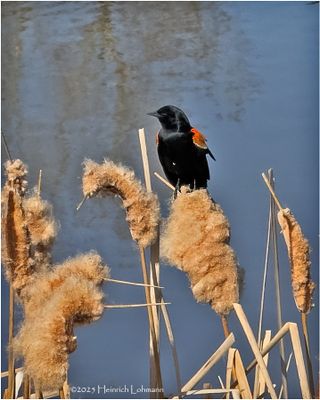 IMG_8392-Red-wiged Blackbird.jpg