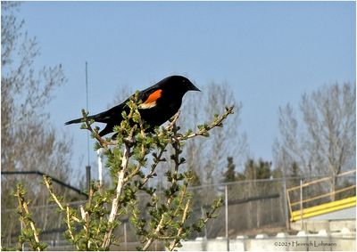 IMG_8395-Red-wimged Blackbird.jpg