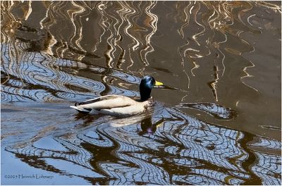 Birds and other critters