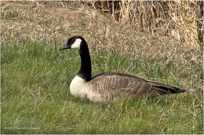 IMG_8522-Canada Goose.jpg