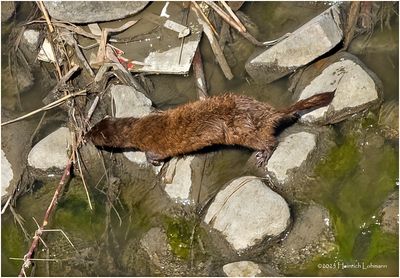IMG_8543-Muskrat.jpg