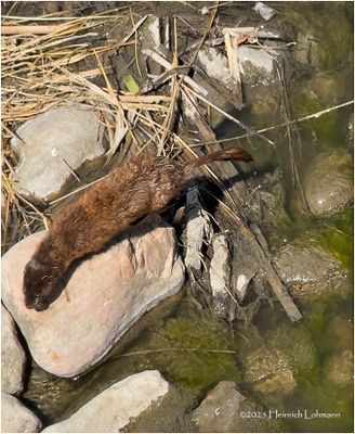 IMG_8544-Muskrat.jpg