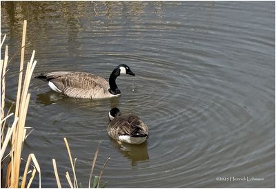 Birds and other critters
