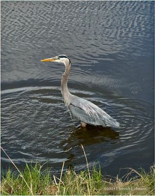 IMG_8679-Great Blue Heron.jpg