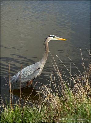IMG_8689-Great Blue Heron.jpg