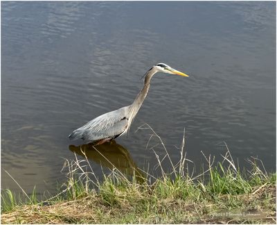 IMG_8696-Great Blue Heron.jpg