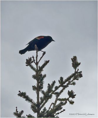 IMG_0094-Red-winged Blackbird.jpg