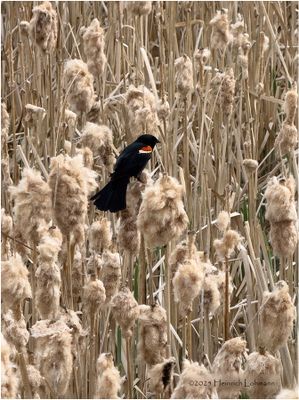 IMG_0101-Red-winged Blackbird.jpg