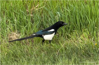 IMG_0115-Black0billed Magpie.jpg