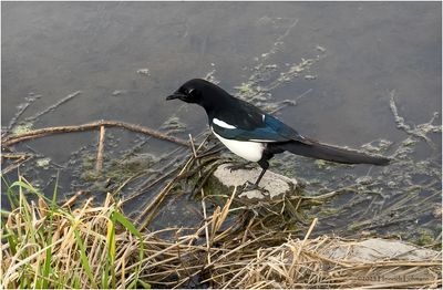 IMG_0125-Black-billed Magpie.jpg