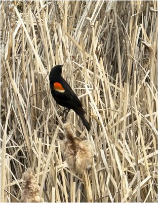 IMG_0130-Red-winged Blackbird.jpg