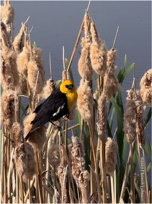 IMG_0150-Yellow-hesded Black Bird.jpg