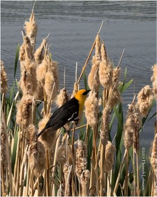 IMG_0152-Red-winged Black Bird.jpg
