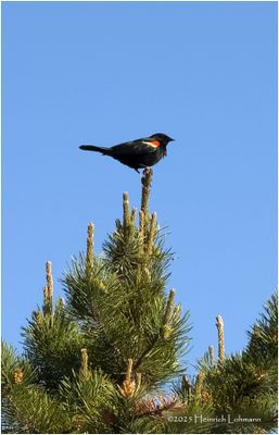 IMG_0214-Red-winged Black Bird.jpg