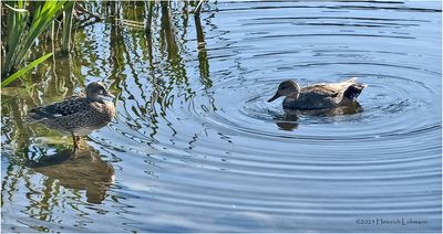 IMG_0227-Green-Wiged Teal.jpg