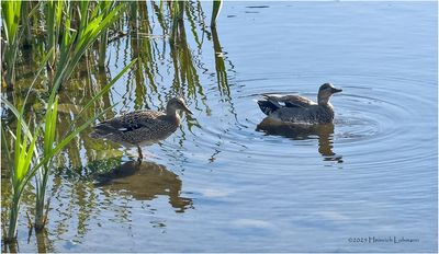 IMG_0235-Green-Winged Teal-female.jpg