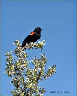 IMG_0247-Red-Winged Black Bird.jpg