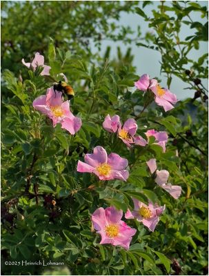IMG_0411-Wild Rose.jpg