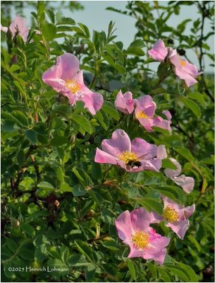 IMG_0404-Wild Rose.jpg