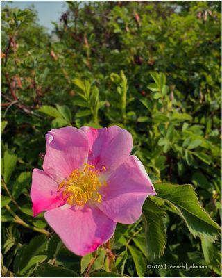 IMG_0395-Wild Rose.jpg
