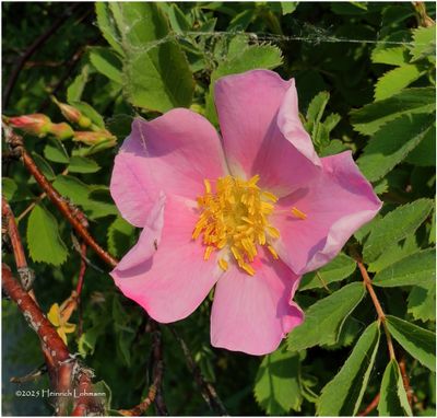 IMG_0399-Wild Rose.jpg