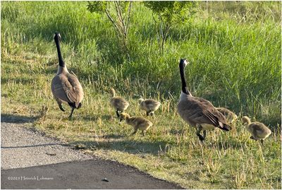 IMG_0426-Canada Geese.jpg
