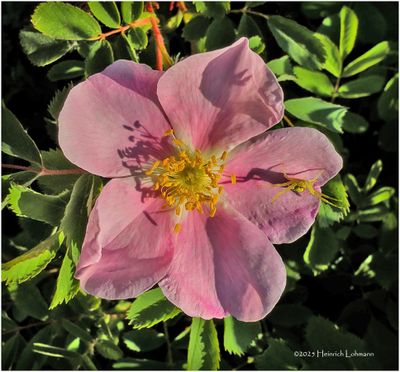 IMG_0501-Wild Rose.jpg