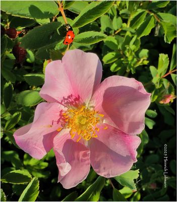 IMG_0503-Wild Rose.jpg