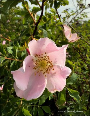 IMG_0508-Wild Rose.jpg
