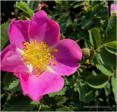 IMG_0588-Wild Rose.jpg