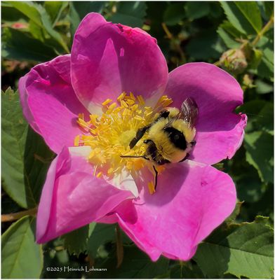 IMG_0597-Bumble Bee.jpg