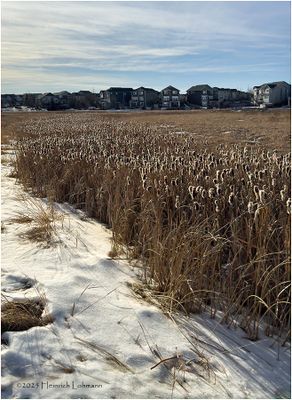 IMG_7251-Airdrie.jpg